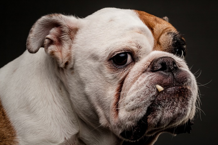 English Bulldog close-up portrait