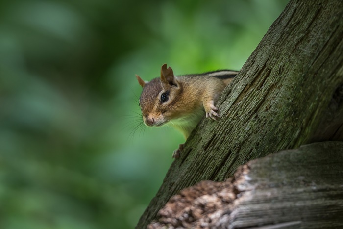 Chipmunk on a tree trunk