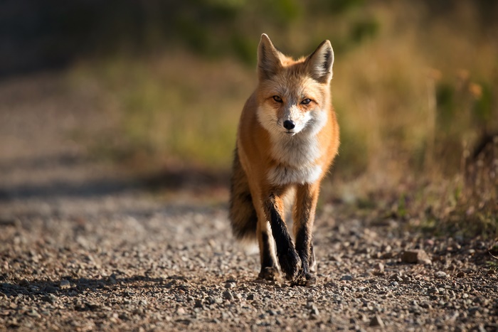 Red Fox Walking on a Gravel Path