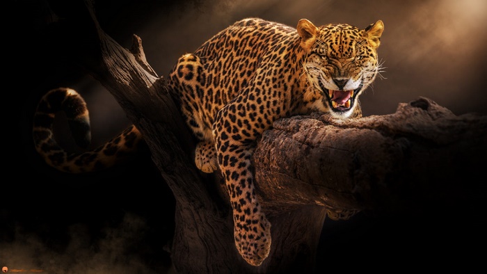 Jaguar Resting on Tree in Wildlife Scene