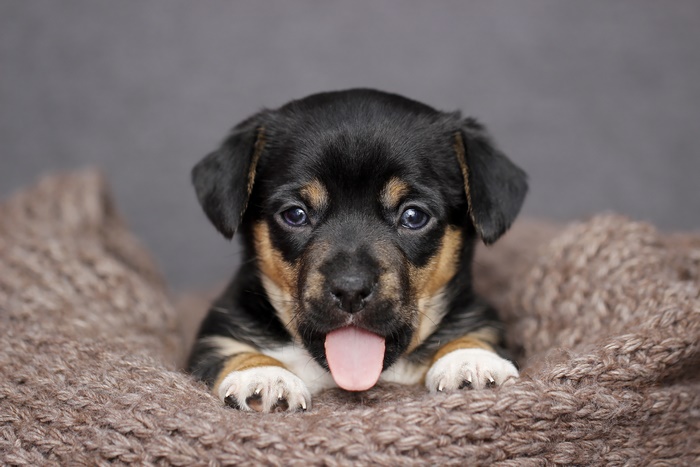 Puppy with tongue sticking out