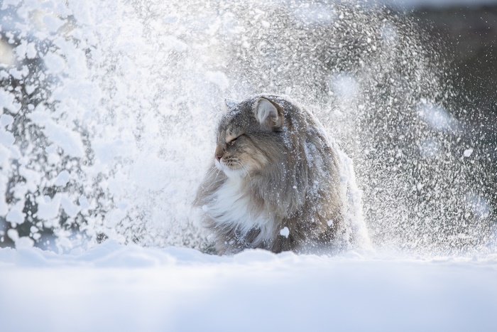 Fluffy cat shaking snow off in winter