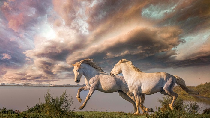 Two white horses running by a lake under a dramatic sky