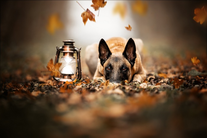 Belgian Shepherd dog with lantern in autumn leaves