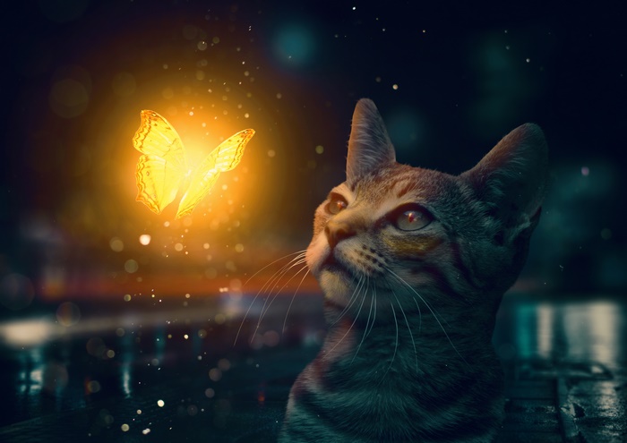 Fantasy Cat watches a glowing butterfly