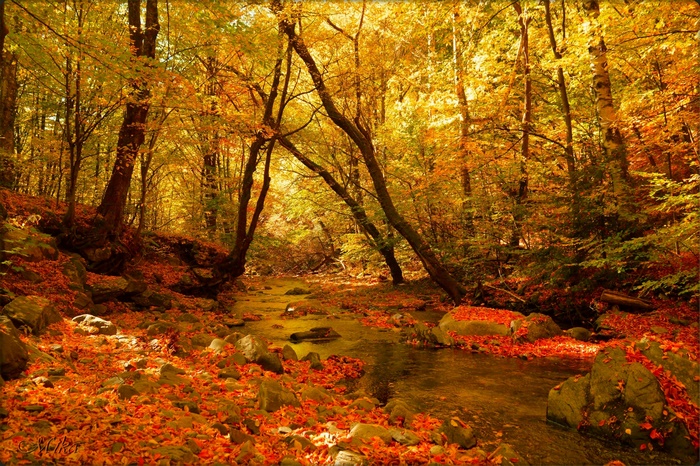 Autumn forest with a stream and fallen leaves