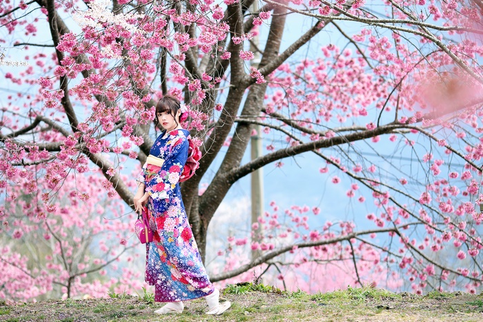 Woman in Kimono under Cherry Blossoms