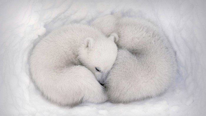 Two Polar Bear Cubs Sleeping in Snow