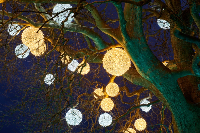 Spherical lights hanging from tree branches at night