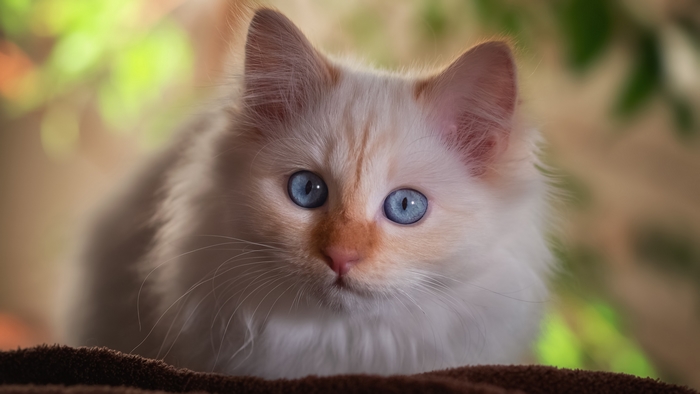 Flame Point Ragdoll Cat with Blue Eyes 4K