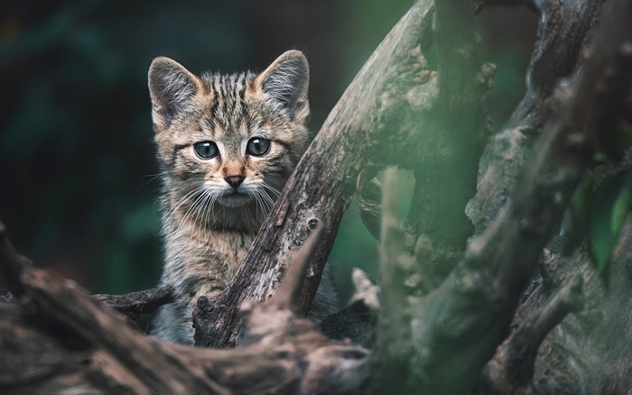 Wildcat kitten peeking from behind tree branches