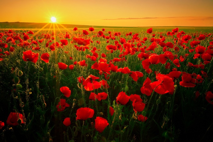 Field of Red Poppies at Sunrise