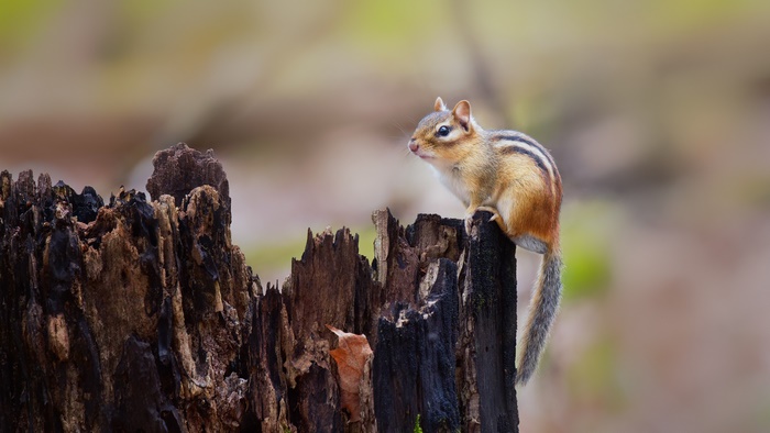 Chipmunk sitting on a tree stump