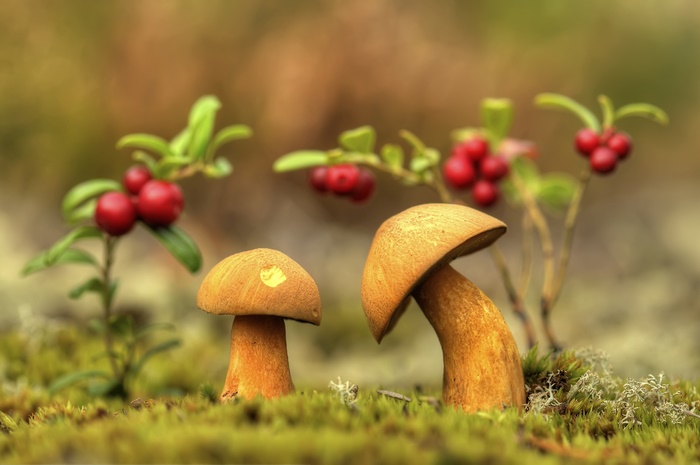Two mushrooms and lingonberries in moss