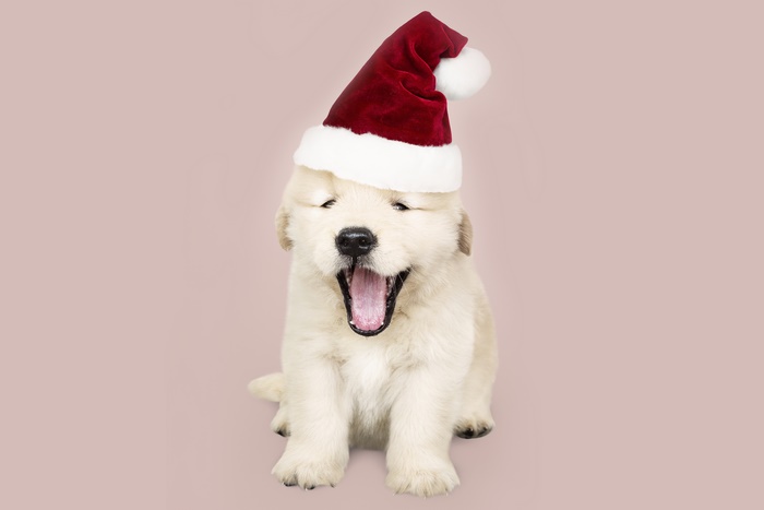Puppy wearing a Santa hat