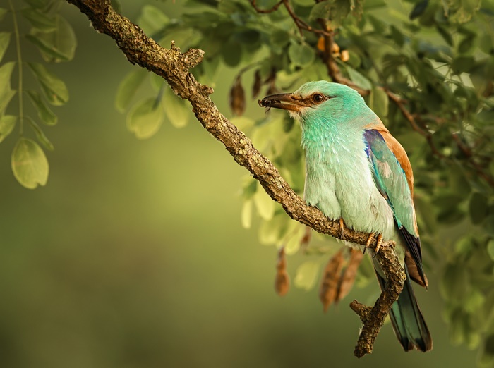 European roller bird with insect in beak on branch