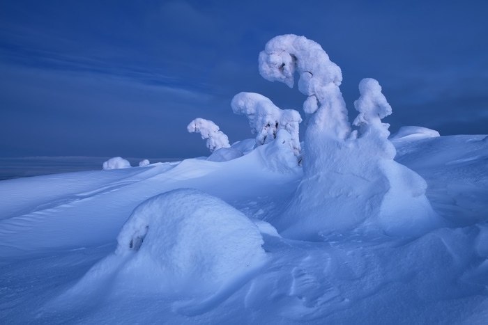 Snow-covered trees in a winter landscape