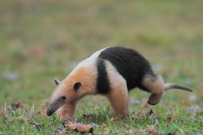 Young anteater walking on grass