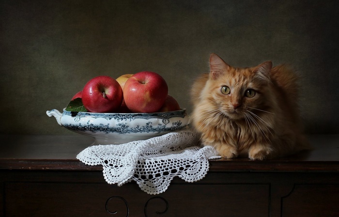 Orange cat with apples in a bowl