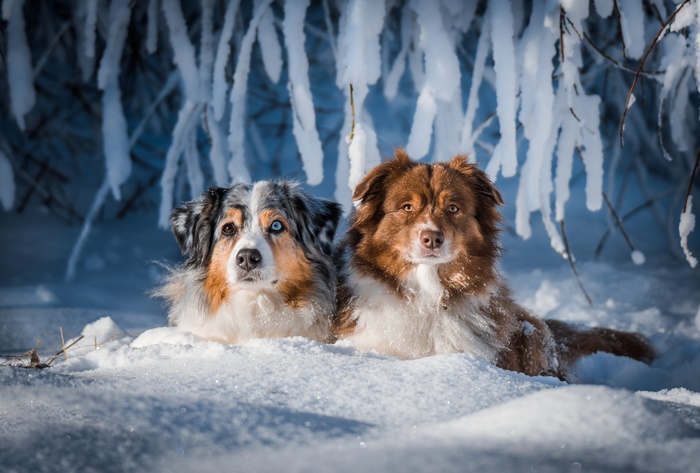 Two Australian Shepherds in the Snow