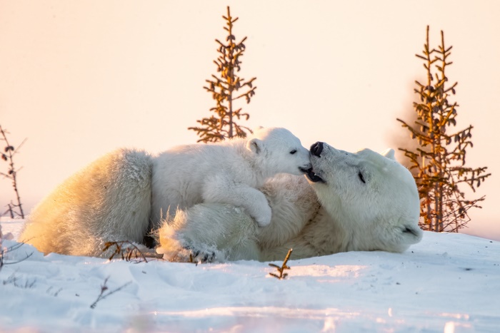 Polar Bear and Cub in Snow 4K