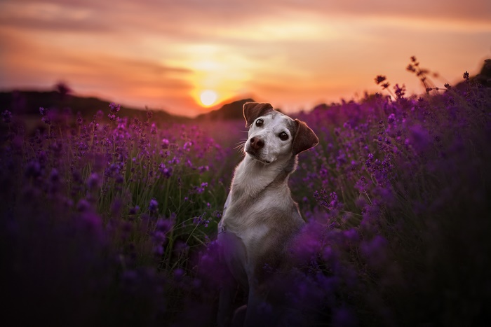 Dog in a lavender field at sunset