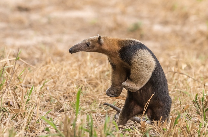 Tamandua anteater standing in dry grass
