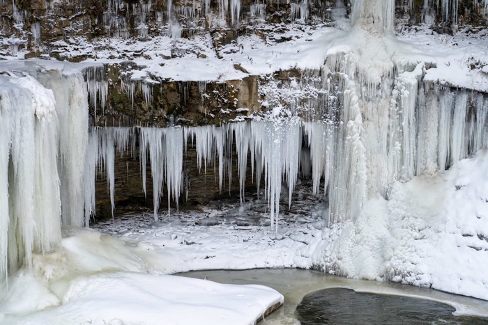 Blue Hen Fall in Ohio during Winter