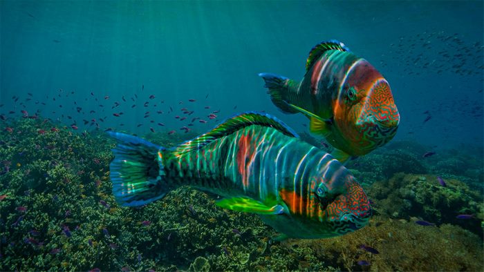 Colorful Parrotfish in Ocean Reef