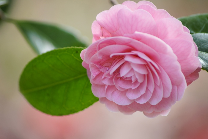 Pink Camellia flower with green leaves 4K