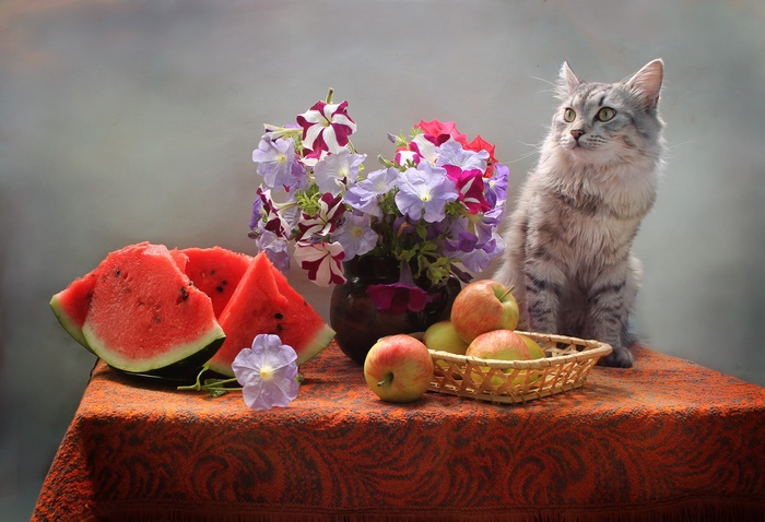 Cat with Watermelon, Apples, and Flowers