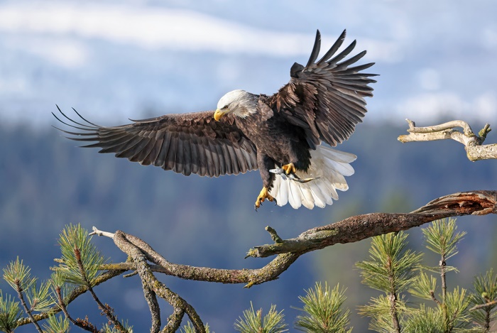 Bald Eagle with Fish in Flight