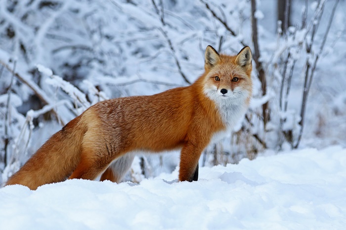 Red Fox in a Snowy Forest