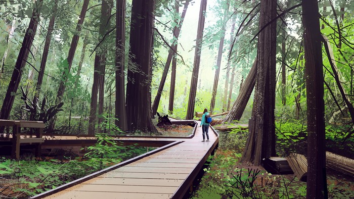 Person walking on a boardwalk in a redwood forest