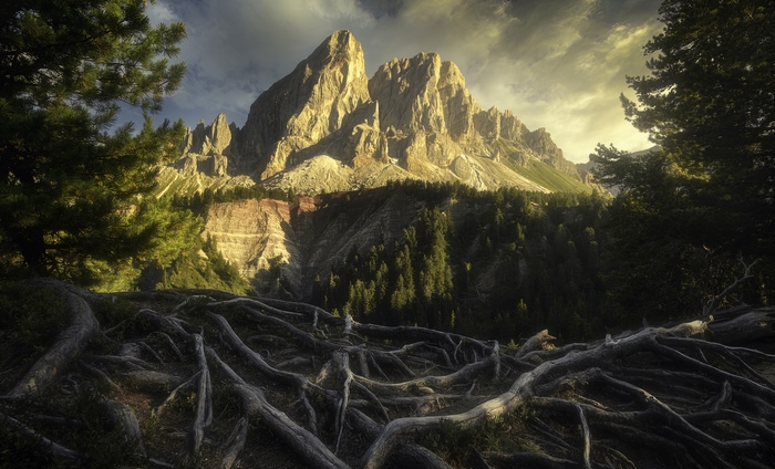 Mountain Landscape with Exposed Tree Roots