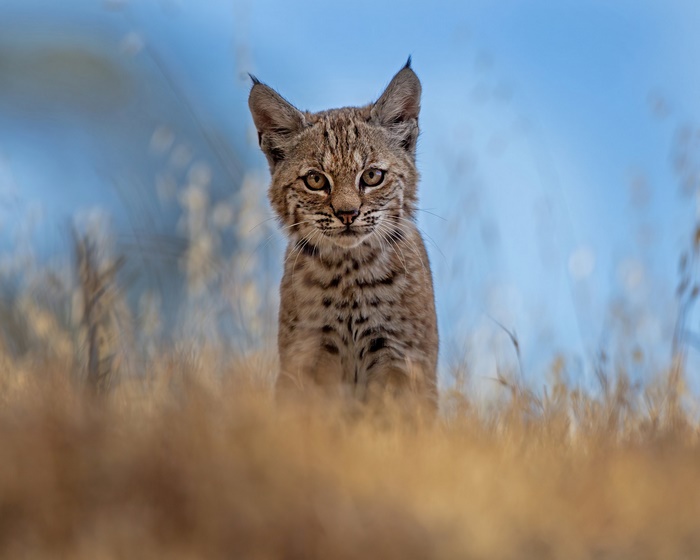 Bobcat cub in tall grass with blue sky