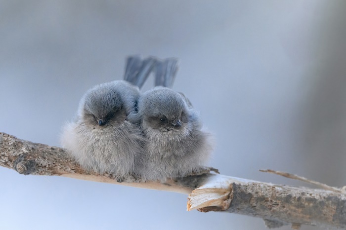 Two fluffy birds perched on a branch