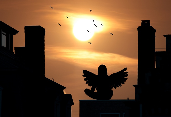 Silhouette of a winged person and birds at sunset