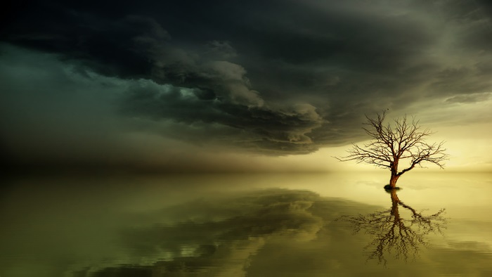 Lonely Dead Tree Reflection 4K