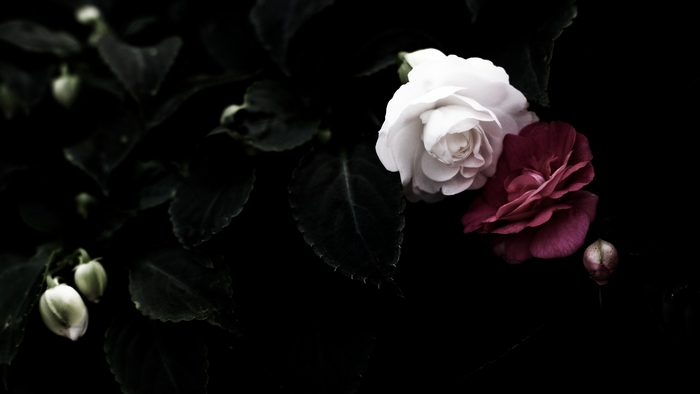 White and Red Camellia Flowers with Buds