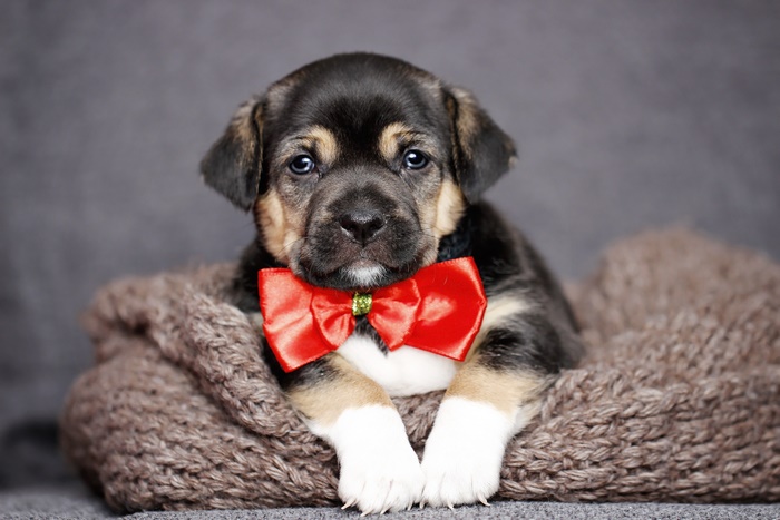 Puppy wearing a red bow tie
