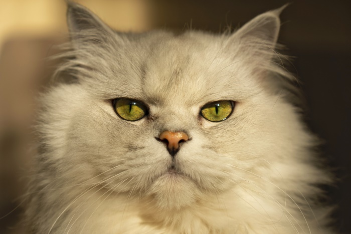 Close-up of a fluffy white cat with green eyes