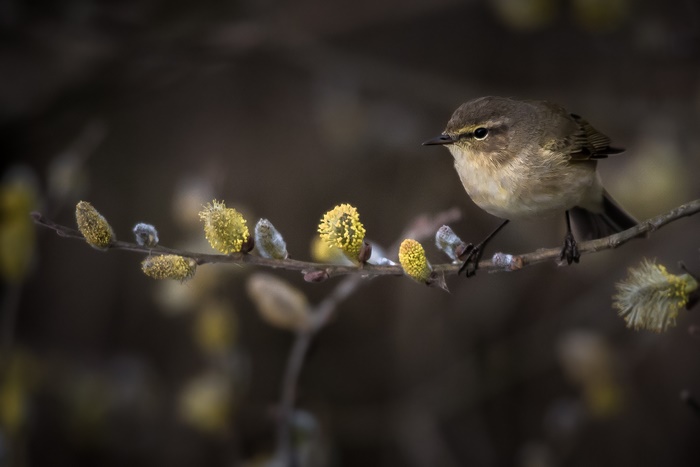 Small bird perched on a branch with catkins