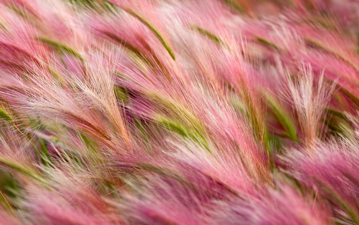Pink and green foxtail barley grass