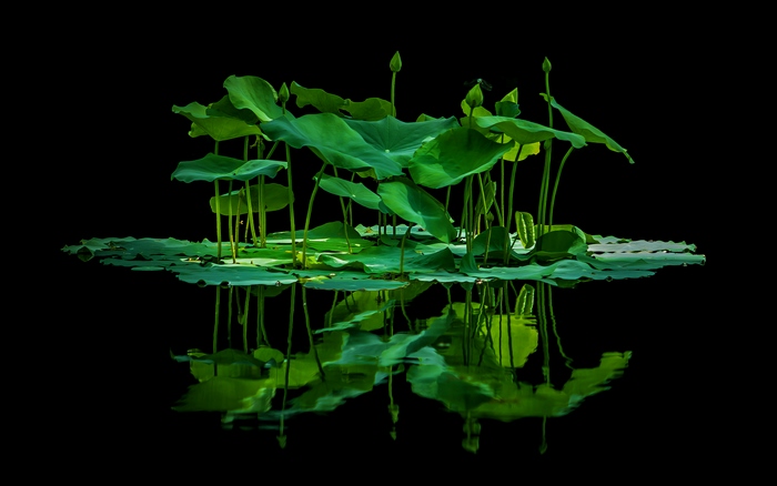 Lotus leaves and buds reflected in water
