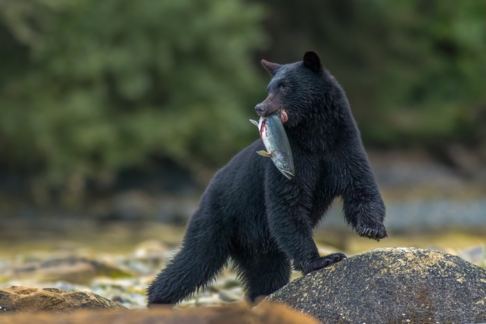 Black bear holding a salmon in its mouth