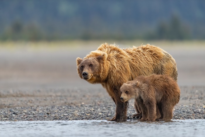 Mother and baby bear drinking water from a river