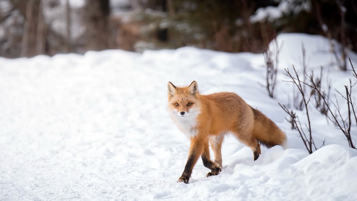 Red Fox in Winter Snow