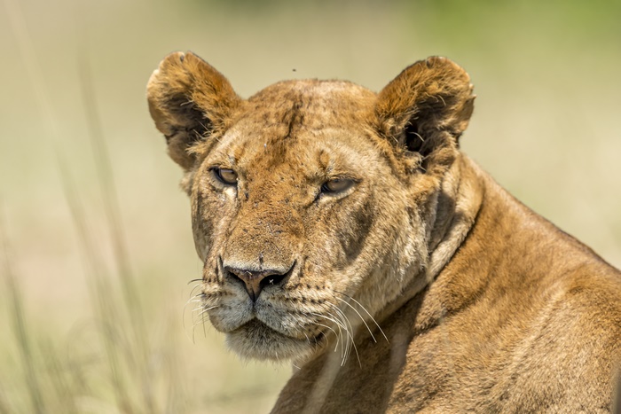 Lioness in a grassy field