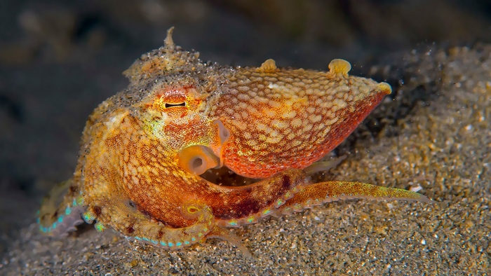 Octopus on sand in the Indian Ocean
